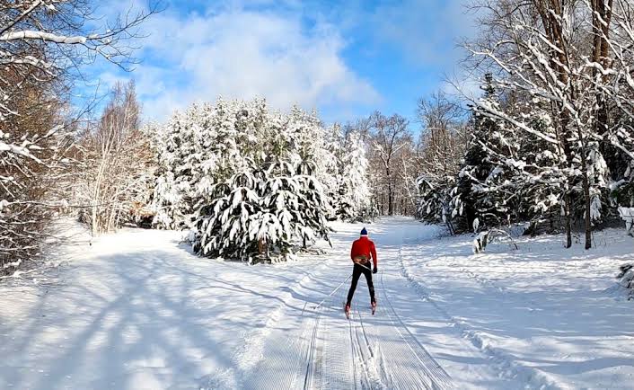 Cross-country skier on a groomed trail through snow-covered pines